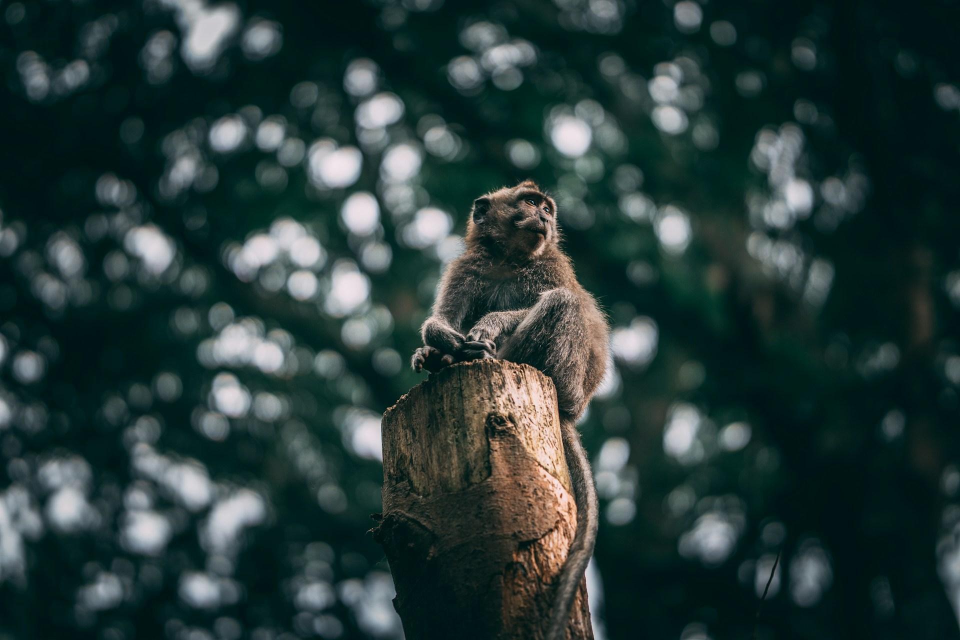 Monkey Forest-tour-packages